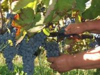 care wine