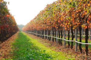 Irrigation
