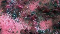 Fermentation