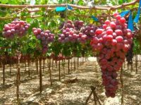 Plante grapes