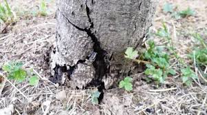 tl_files/catalogo/immagini_vitis_vinifera/The_root_rot_of_the_vine_1.jpg