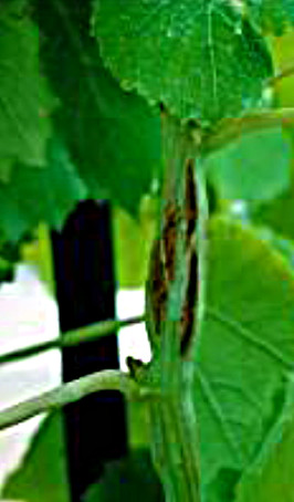 tl_files/catalogo/immagini_vitis_vinifera/Wood_hedgehog_01.jpg