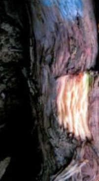 tl_files/catalogo/immagini_vitis_vinifera/Wood_hedgehog_02.jpg