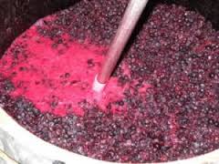 tl_files/catalogo/immagini_vitis_vinifera/fermentation_example.jpg
