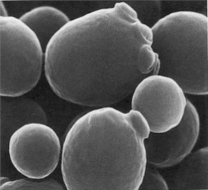 tl_files/catalogo/immagini_vitis_vinifera/fermentation_wine.jpg