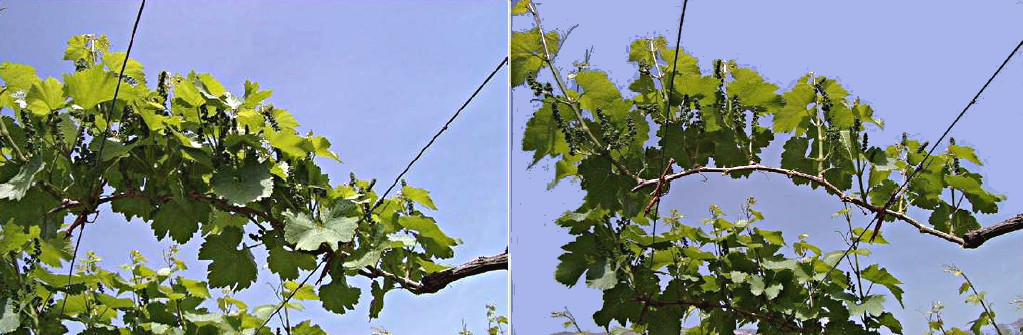 tl_files/catalogo/immagini_vitis_vinifera/photosynthesis_and_breeding_of_the_vine_1.jpg