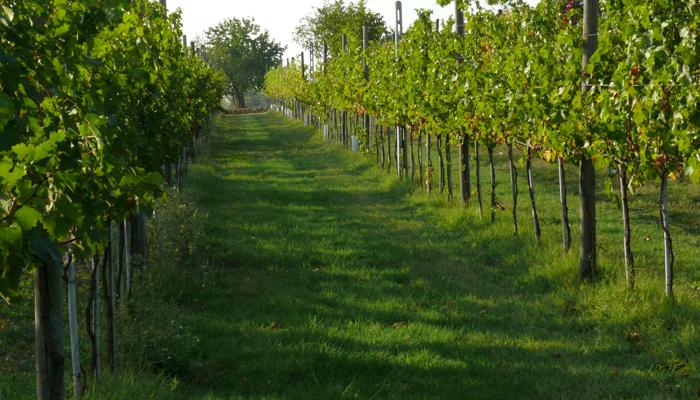 tl_files/catalogo/immagini_vitis_vinifera/photosynthesis_and_breeding_of_the_vine_2.jpg