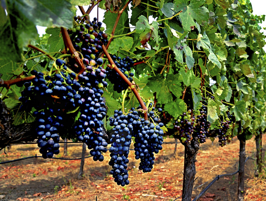 tl_files/catalogo/immagini_vitis_vinifera/plante_of_table_grapes_2.jpg