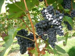 tl_files/catalogo/immagini_vitis_vinifera/plante_of_wine_grape_1.jpg