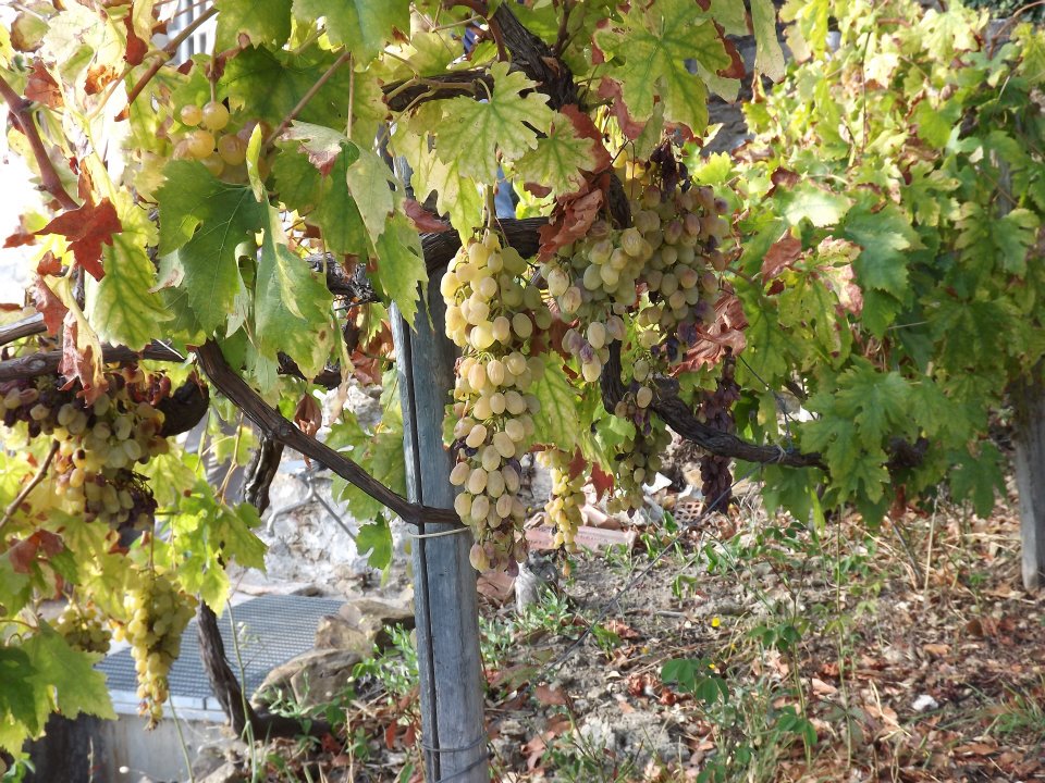 tl_files/catalogo/immagini_vitis_vinifera/plante_of_wine_grape_2.jpg