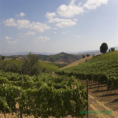 tl_files/catalogo/impianti/vineyard_hill.jpg